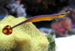 doryrhamphus_excisus