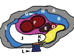 thumb x section2-fatheree