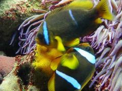 thumb_a-bicinctus-gelege