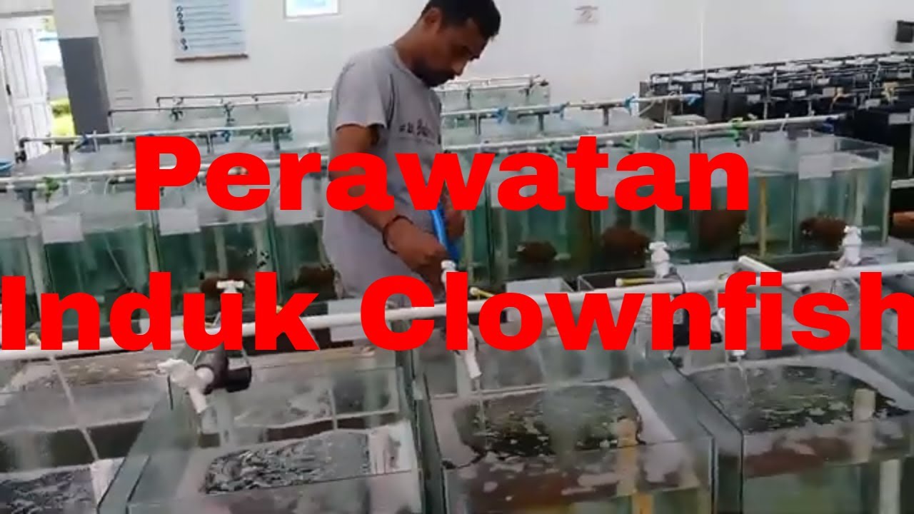 Clownfish I Hauptwartungssiphon Aquarium Basis