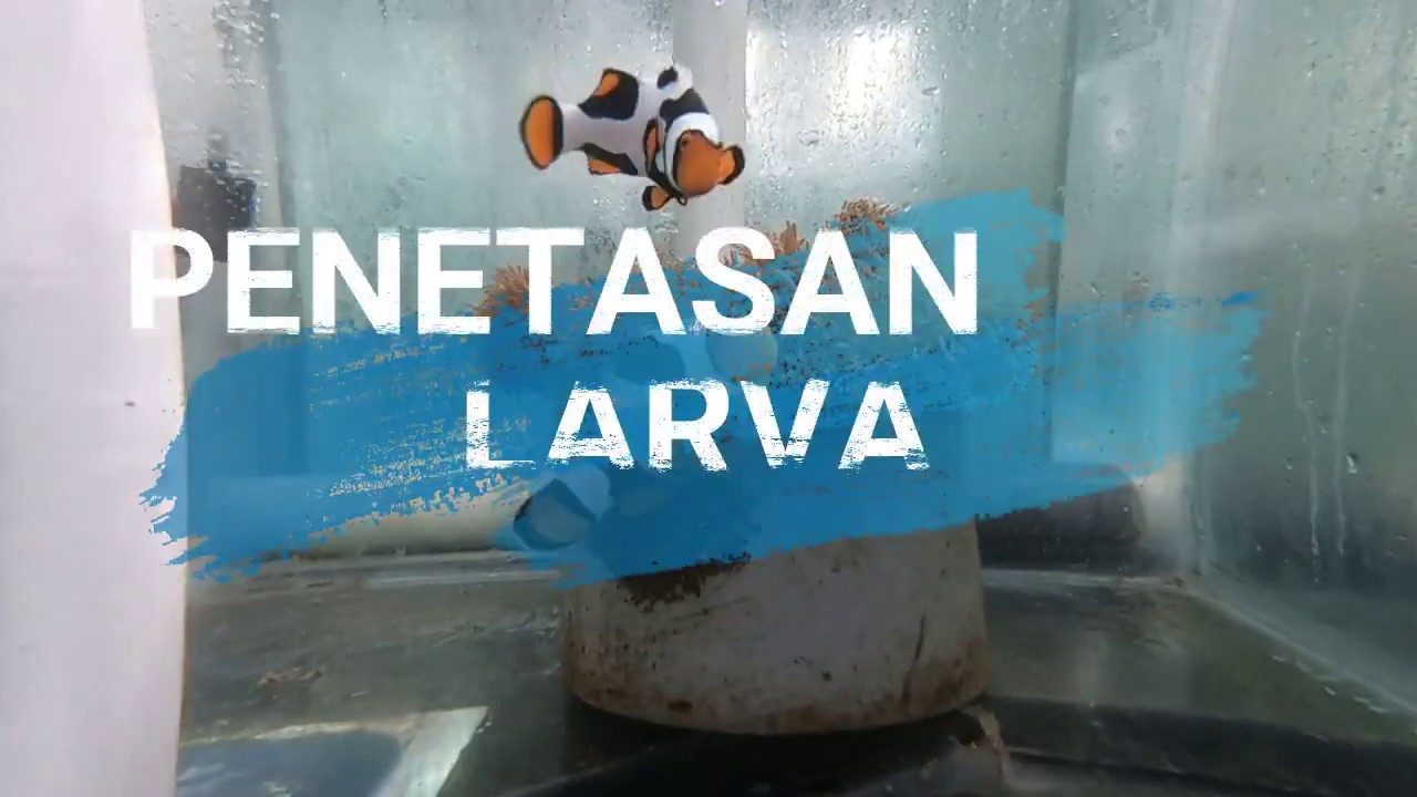 Metode Penetasan Telur Clownfish