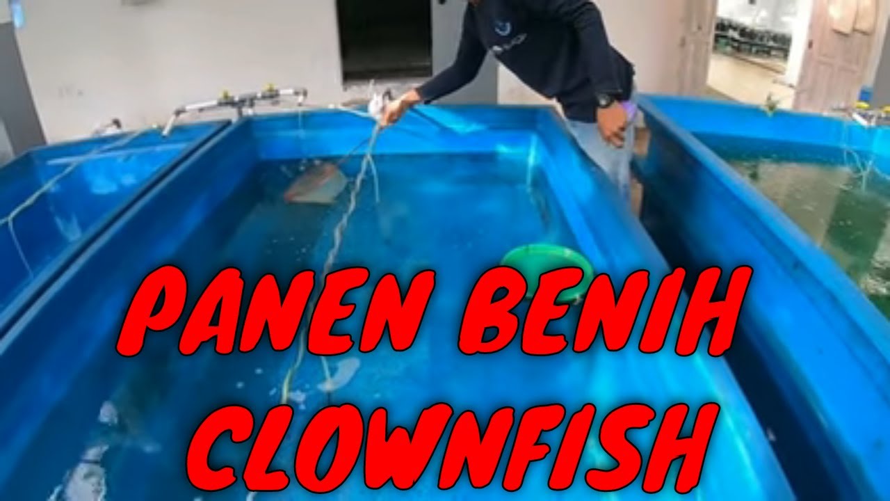 Proses Panen benih CLOWNFISH