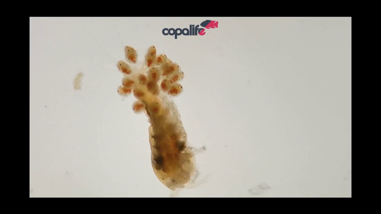 Copepoden Nauplien vor Schlupf