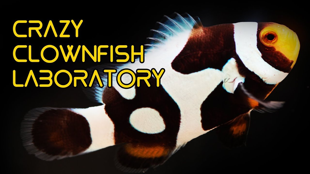 CRAZY Clownfish Laboratory in Taiwan