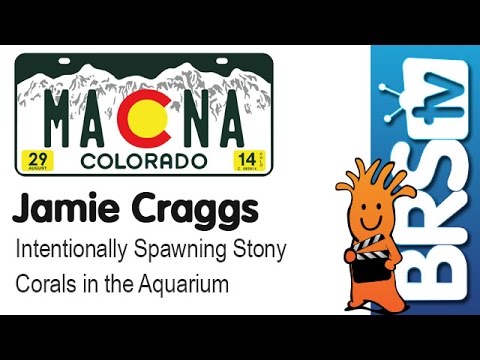 Intentionally spawning stony corals in the aquarium by Jamie Craggs | MACNA 2014