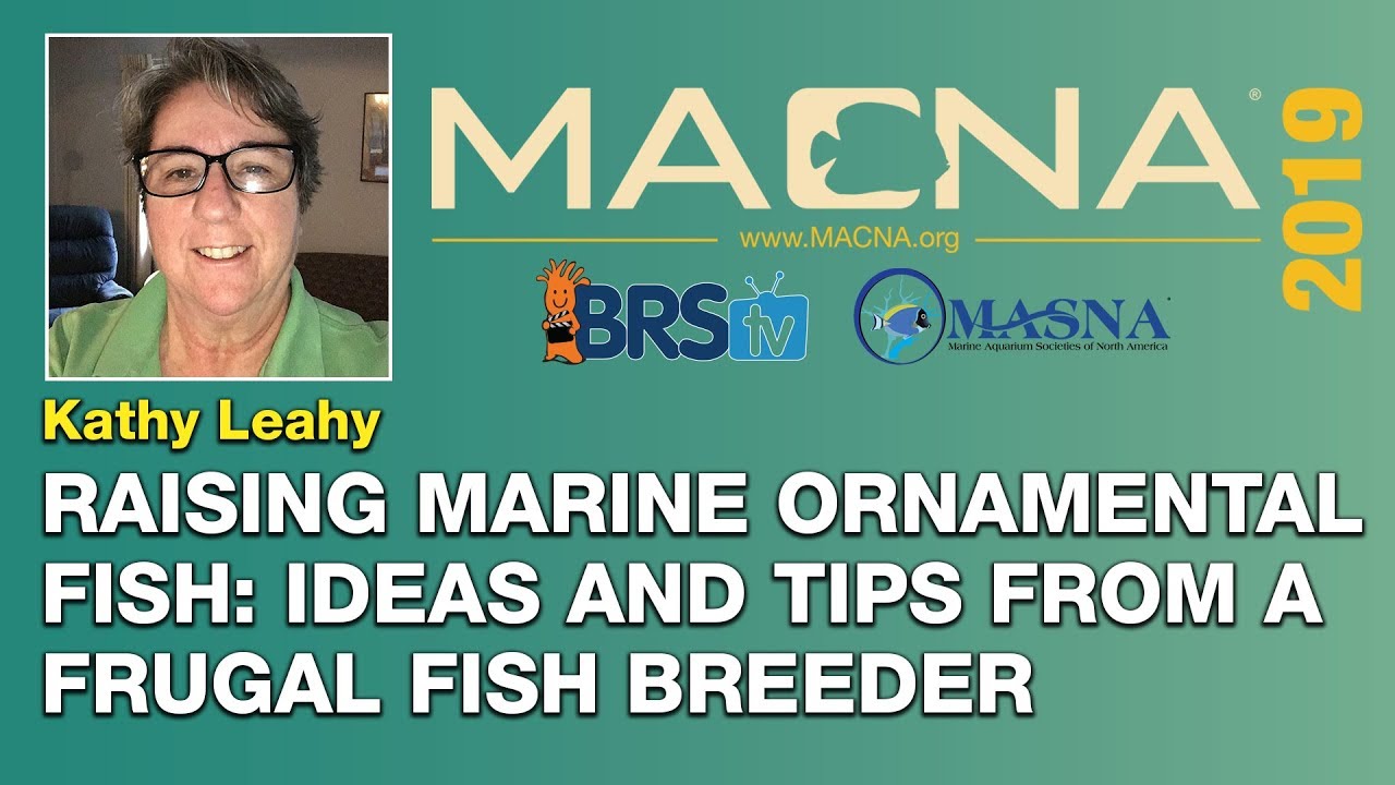 Kathy Leahy : Breeding saltwater fish in your home CAN be done. Here's how I do it. | MACNA 2019