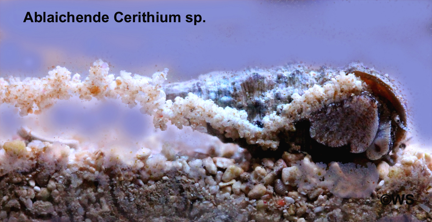 Cerithium sp. beim Ablaichen