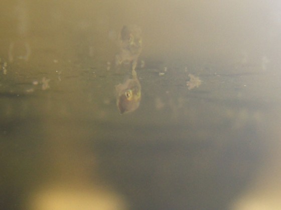 Tangfeilenfischlarven, heute