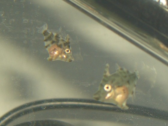 Tangfeilenfischjungtiere, heute