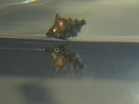 Tangfeilenfischjungtiere, heute