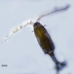 Copepode calanoid