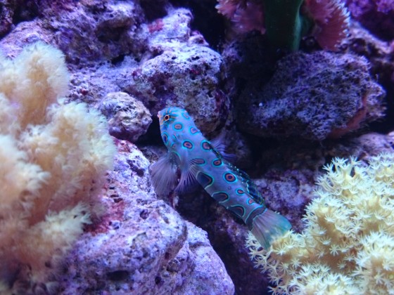 LSD Fisch Männchen Synchiropus picturatus