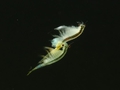 Artemia franciscana Paar