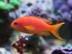 Pseudanthias squamipinnis