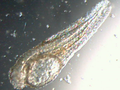 prolarva 1 giorno microscopio