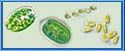 Phytoplankton