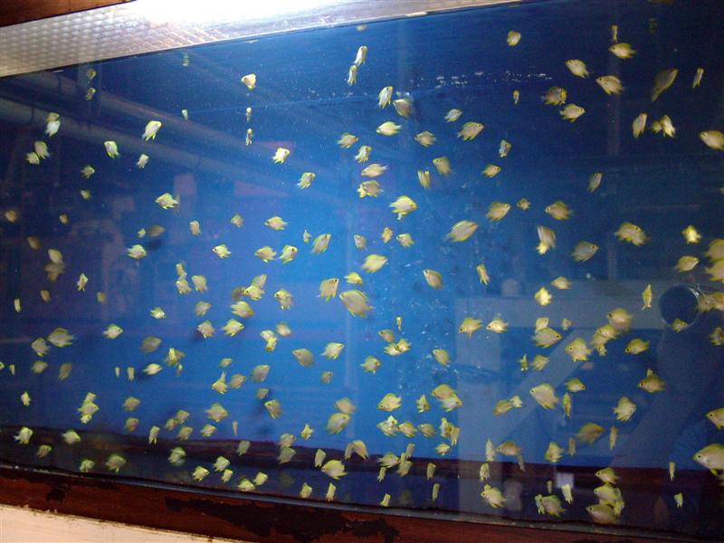 60 Tage nach dem Schlupf, diese Goldenen Riffbarsche könnte man als verkaufsbereit deklarieren. Wahrscheinlich werden sie diesen Sommer ein paar Farbklekse in unserem 300.000l Schnorchelbecken werden.