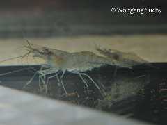 Palaemonetes-weibl