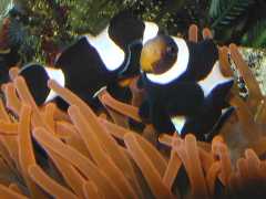 A-blackocelaris-in-Anemone