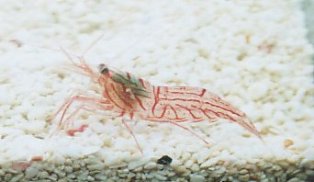 Lysmata wurdemanni