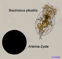 plica-zyste