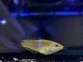 melanurus wrasse 137 2dph