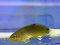 melanurus wrasse 137 3dph