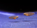 melanurus wrasse 3 1