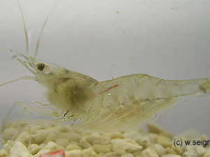 Palaemonetes varians mit Eiern